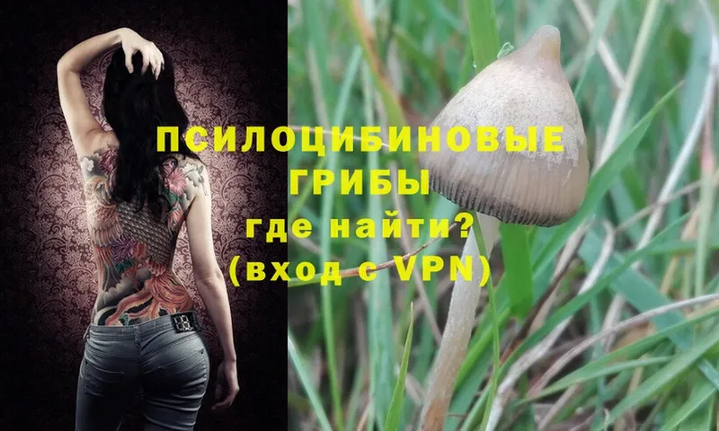 darknet клад  купить   Костерёво  Галлюциногенные грибы Psilocybine cubensis 